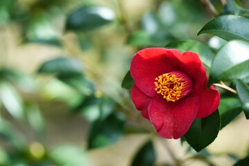 赤いツバキの花