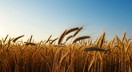 Golden Wheat Field at Sunset A Serene Landscape Photograph