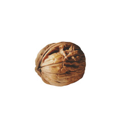 Obraz premium Walnut isolated on white and transparent background.
