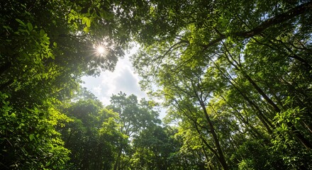 Fototapeta premium Sunlit Canopy A Look Up Through Lush Forest Trees