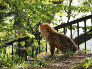 無邪気な子ぎつね