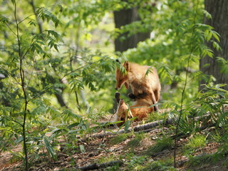 Obraz premium 親子のキタキツネ