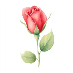 Elegant Watercolor Rosebud, Delicate Petals Unfurling, Soft Hues of Pink and Green Leaves