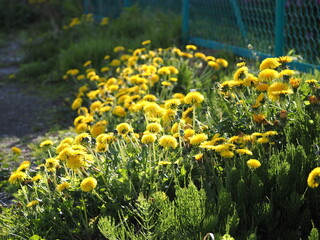 満開のセイヨウタンポポ © tawa--mana