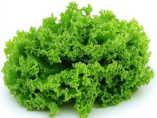 Fototapeta premium Curly Lettuce Freshness A vibrant green head of curly lettuce Isolated shot.