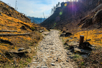 Rocky path through forested valley with vibrant yellow grass and sunlight