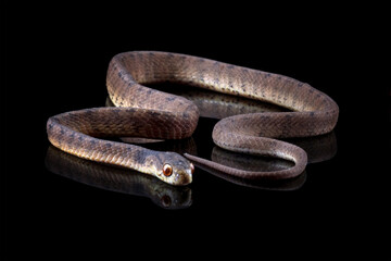 Obraz premium a snail-eating snake isolated on black background, Pareas carinatus