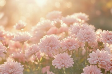 Soft pink chrysanthemum flowers bathed in golden sunlight.  Delicate blooms in a field, close-up