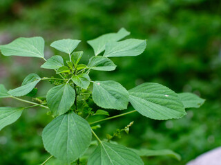 Acalypha indica of Indian acalypha also know as Indian Mercury or Indian Nettle. It is known for its medicinal use and the attraction of its root to domestic cats similar properties to catnip.