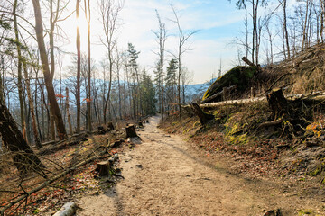 Sunny forest trail in early spring with bare trees and fallen branches