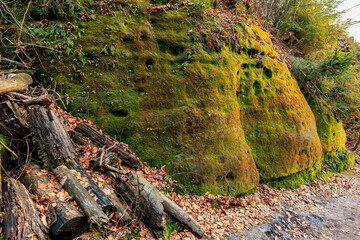Lush mossy rock face with fallen logs in forest landscape