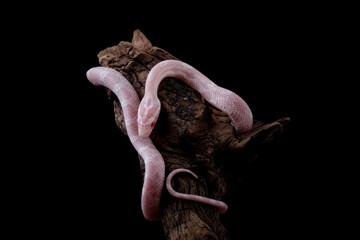 baby corn snake on wood isolated on black background, baby red rat snake (Pantherophis guttatus)	