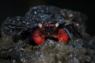 Vampire crab sitting on a beach coral