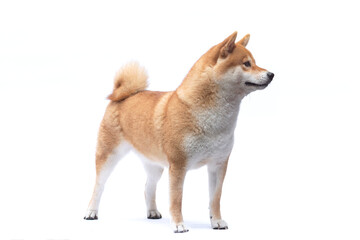Dog stands looking up at something interesting above and licks his mouth with his tongue, on a white background. Shiba Inu dog breed