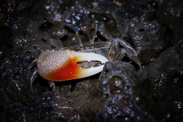 A fiddler crab on a coral