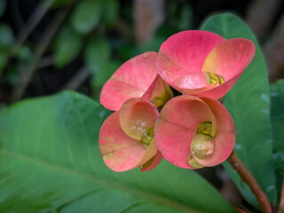 close up of a pink flower