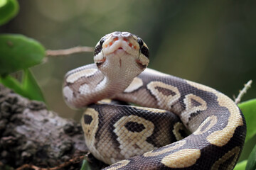 Ball python snake front view on a branch, python regius non venomous snake