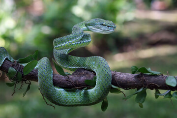 Hagen's pit viper on a branch, Trimeresurus hageni, parias hageni