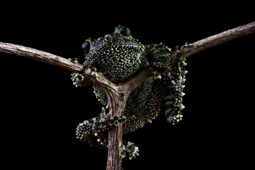 Vietnamese mossy frog sitting on a branch, Theloderma corticale isolated on black background