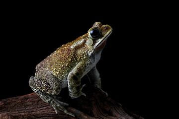 Asian common toad sitting on a wood, Duttaphrynus melanostictus, Asian black-spined toad ,common Sunda toad, and Javanese toad isolated on black background