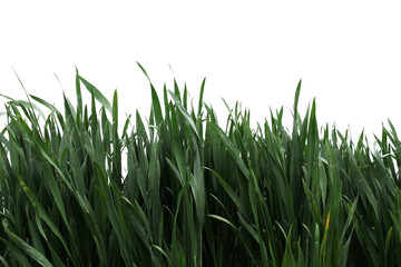 Lush green grass swaying gently in the breeze under bright sunlight in an open field during springtime