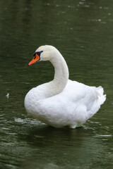 Elegant swan gliding gracefully across a serene lake at midday