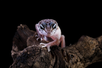 Baby leopard gecko crawling on wood, eublepharis macularius  isolated on black background
