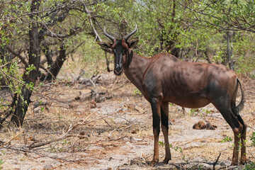 Kuhantilope in der Wildnis