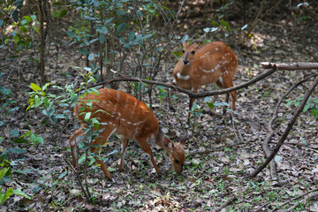 Schirrantilope im Busch in Namibia