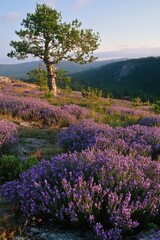 Stunning Landscape of Lavender Field and Solitary Tree at Acadia National Park Maine USA