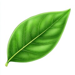 Obraz premium Lush Green Leaf Vibrant Nature Element Isolated on White.