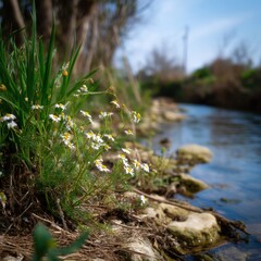 Wild chamomile flowers growing by the creek in spring close up shot nature photography of a tranquil scene with a blue sky