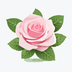 Pink and White Rose with Green Leaves Illustration