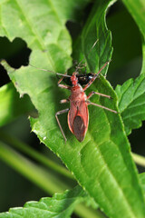 野アザミの葉上デ獲物の体液をすする森のハンター、アカササシガメ（自然環境下ストロボマクロ撮影）