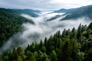 Fototapeta premium Misty forest valley at dawn