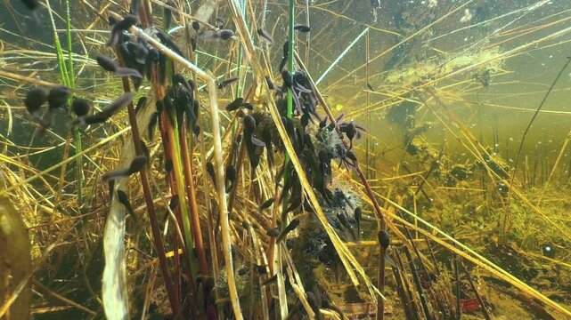 Newly hatched Moor frog (Rana arvalis) tadpoles in a shallow pond. Estonia.