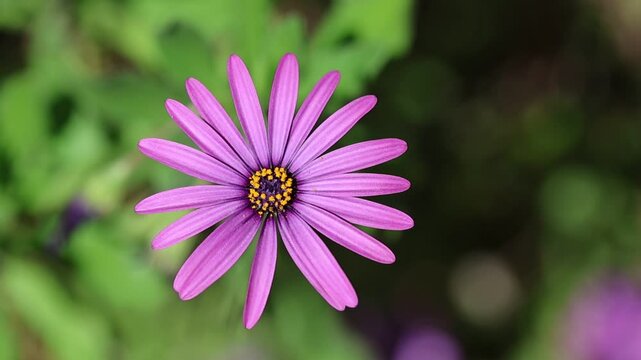 top view of Dimorphotheca ecklonis, also known as Cape marguerite