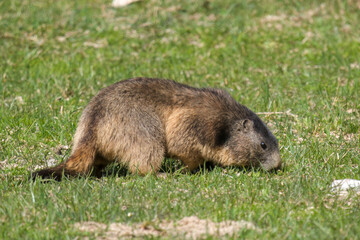 a groundhog, marmota marmota, on a mountain meadow at a sunny spring day