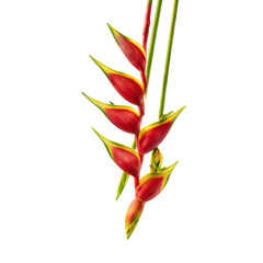 Heliconia flower hanging downward isolated on transparent background