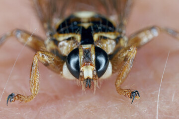 Close-up of the head of New Forest fly (Hippobosca equina). A parasite that drinks the blood of animals and humans. An insect on human skin.
