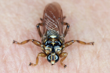 New Forest fly (Hippobosca equina). A parasite that drinks the blood of animals and humans. An...