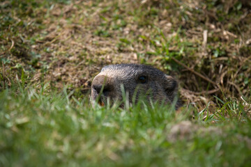 a groundhog, marmota marmota, on a mountain meadow at a sunny spring day