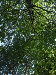 Sunlight Through the Canopy