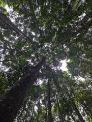 Forest Canopy Perspective