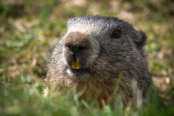 a groundhog, marmota marmota, on a mountain meadow at a sunny spring day