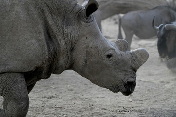 Naklejka premium Breitmaulnashorn in naher Aufnahme mit Kopf und Horn