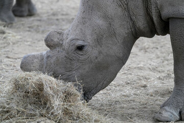 Breitmaulnashorn in naher Aufnahme mit Kopf und Horn