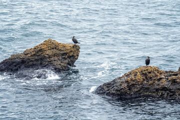 A black cormorant bird colony perched on rocks in the sea on the Black Sea coast near Kavarna, Bulgaria