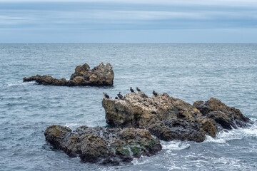 A black cormorant bird colony perched on rocks in the sea on the Black Sea coast near Kavarna, Bulgaria