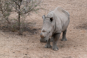 Breitmaulnashorn in naher Aufnahme mit Kopf und Horn